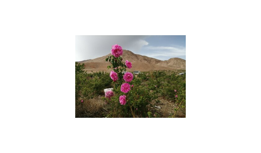 تولید محصولات فرعی منابع طبیعی با استفاده از ظرفیت شرکت های دانش بنیان