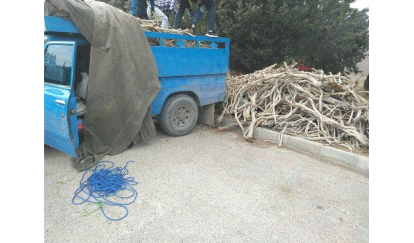 بیش از پنج تن چوب تاغ قاچاق درشهرستان  شاهرود کشف شد