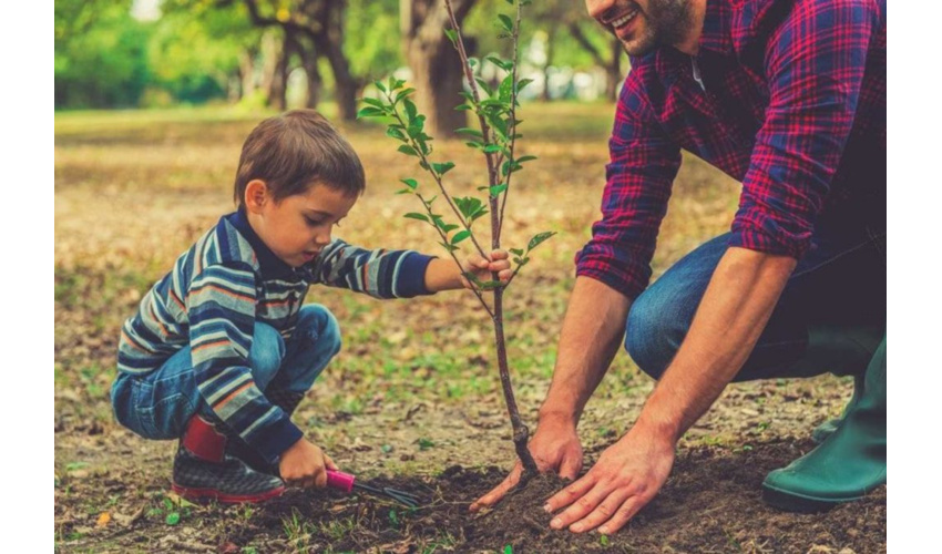  اولویت اصلی در کاشت یک میلیارد درخت ترمیم طبیعت است