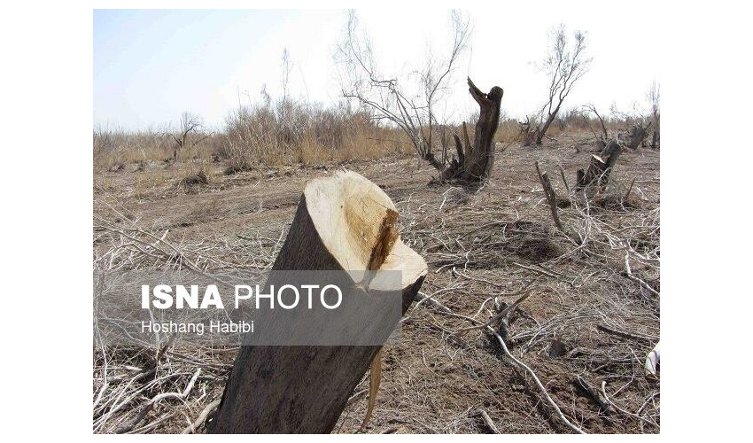 ادامه قاچاق درختچه های کویری/ اینبار در حوالی چشمه علی