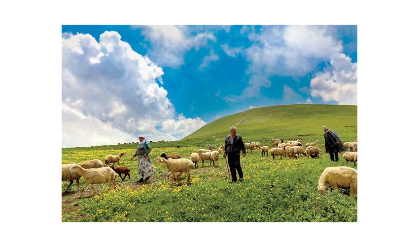 برخورد با چرای بدون مجوز در استان سمنان/مراقبت از انفال در اولویت