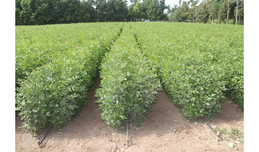 تولید سالانه ۲۵۰ میلیون اصله نهال در کشور/ ۱۷۰ نهالستان فعال است