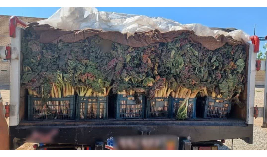 ۹ تن ریواس و چوب تاغ قاچاق کشف شد