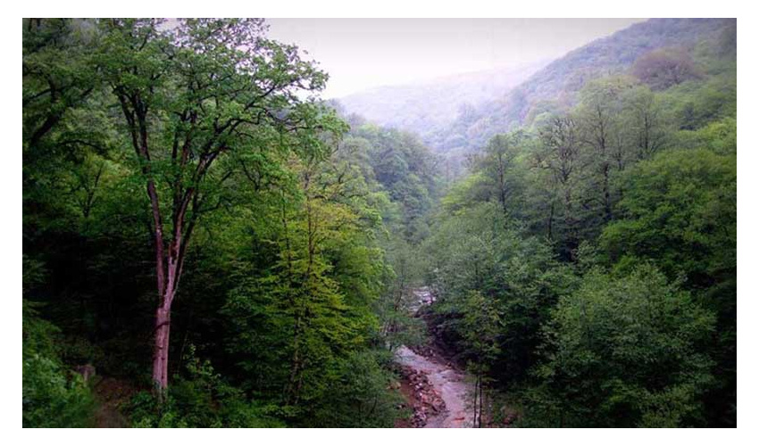 نرخ زنده‌مانی جنگل در ایران بیش از 65 درصد است