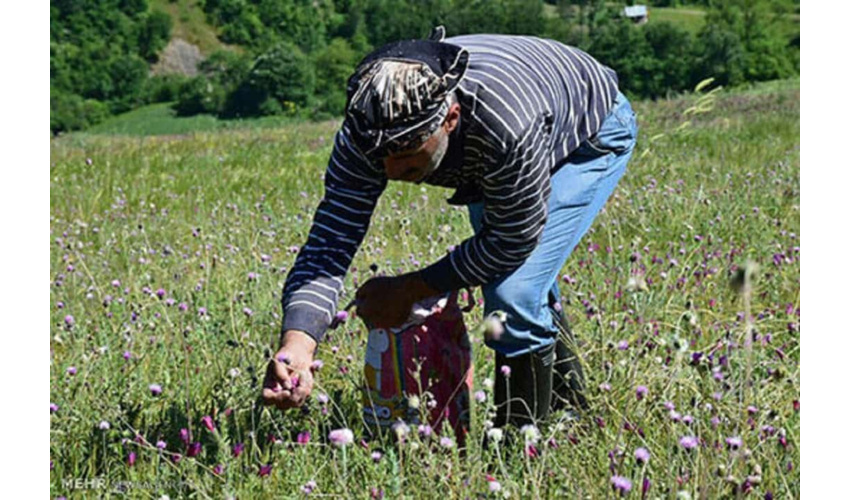 برداشت انبوه گیاهان دارویی تنها با اخذ مجوز از منابع طبیعی