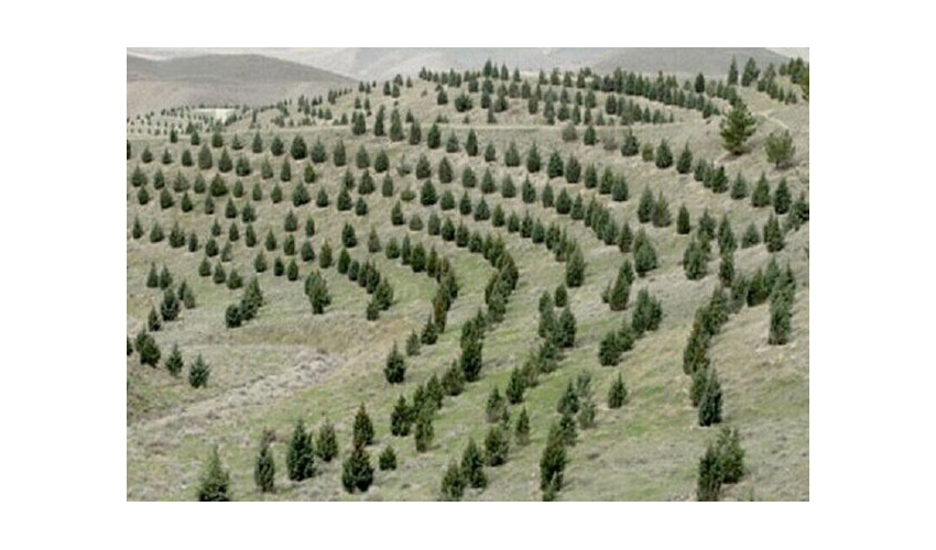 تشریح سند حمایتی طرح مردمی کاشت یک میلیارد درخت در منابع طبیعی