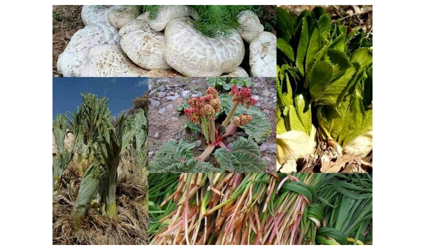 زنگ خطر انقراض برای گیاهان کوهی و دارویی سمنان/ برداشت بیش از ۲ کیلو ممنوع