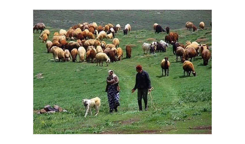 20 هزار اصله نهال گلدانی در طرح کاشت یک میلیارد اصله درخت در کشور تولید شد 