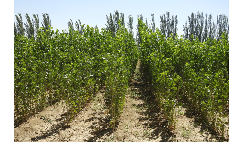 ظرفیت صنایع استان سمنان برای کاشت نهال به کار گرفته شود 