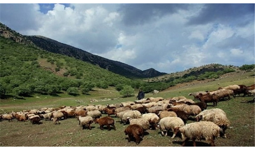 ورود دام مازاد به ۳۰۰ سامانه مرتعی شهرستان شاهرود ممنوع است 