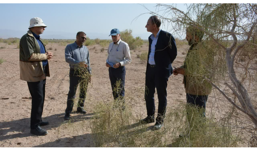 ۴۰۰۰ هکتار از تاغزارهای استان سمنان درگیر آفت سفیدک است