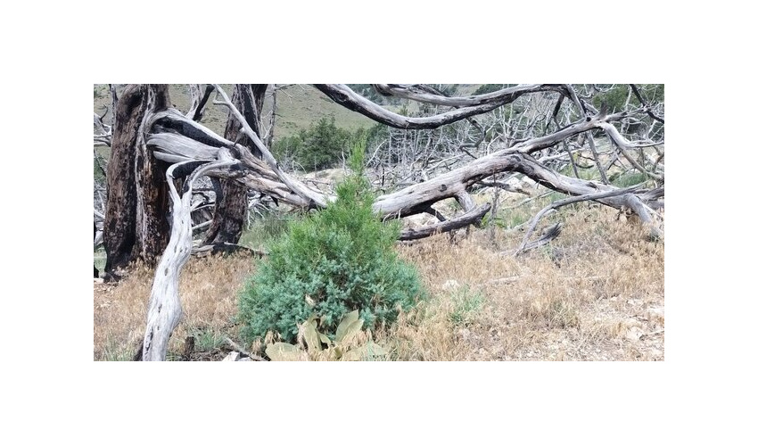 احیاء ۱۰ هکتار از جنگل های مخروبه و رویشگاه طبیعی درختان ارس در مهدیشهر