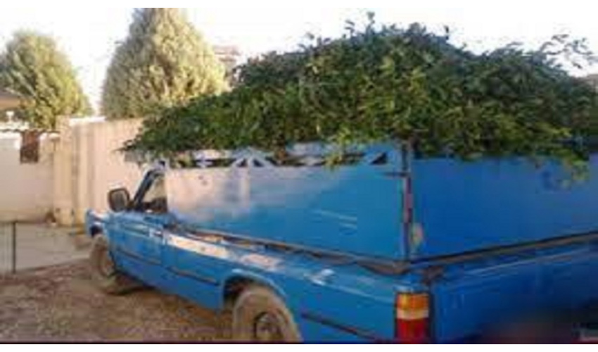 کشف بیش از یک تن گیاه «چلم» قاچاق درشهرستان سرخه 