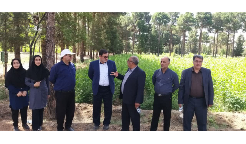 افزون بر ۲۴۸ میلیون نهال در کشور تولید شد 