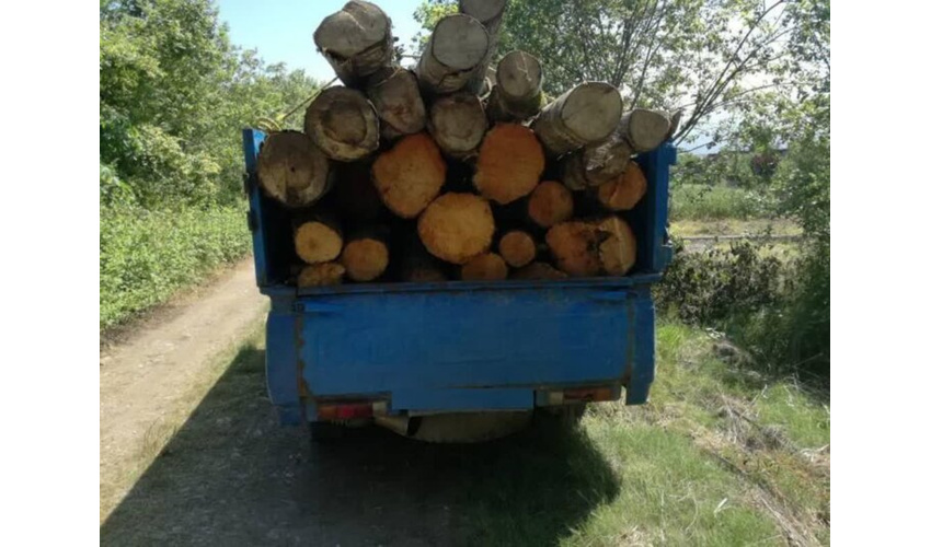 ۱.۷ تن چوب جنگلی قاچاق در شهرستان میامی کشف شد 