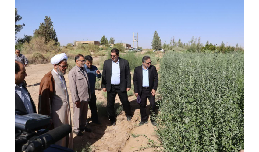 ۷ هکتار اراضی حسن آباد دامغان زیر کشت نهال قرار گرفت 