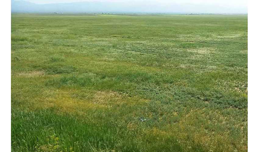 رئیس سازمان منابع طبیعی کشور: ۲۴۸ میلیون و ۶۰۰ هزار نهال در کشور تولید شد