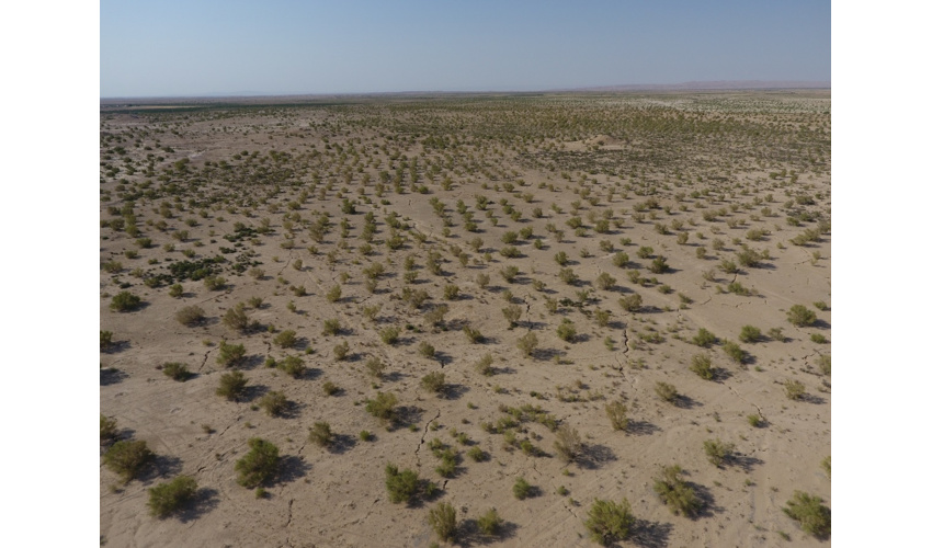 عملیات بیابان‌زدایی با نهالکاری در ۱۰۰ هکتاراز بیابان‌های شهرستان آرادان اجرا شد 