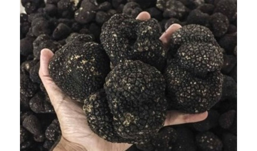 هجوم به جنگل‌های هیرکانی سمنان برای برداشت ‌قارچ ترافل‌/ سودجویان خاک جنگل را زیرورو کرده‌اند 