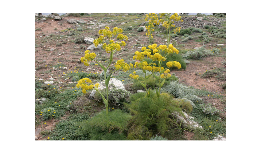 برداشت باریجه از ۲۰۰ هکتار مراتع شهرستان میامی آغاز شد