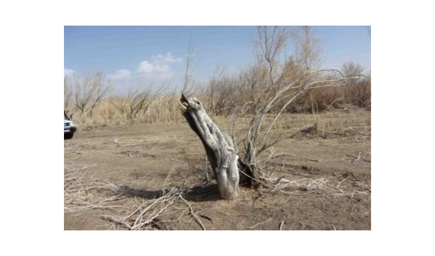 ۱۱ تن چوب قاچاق از نوع تاغ در استان سمنان کشف شد