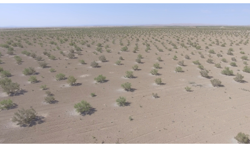 اجرای 100هکتار طرح نهالکاری در منطقه مومن آباد شهرستان سرخه