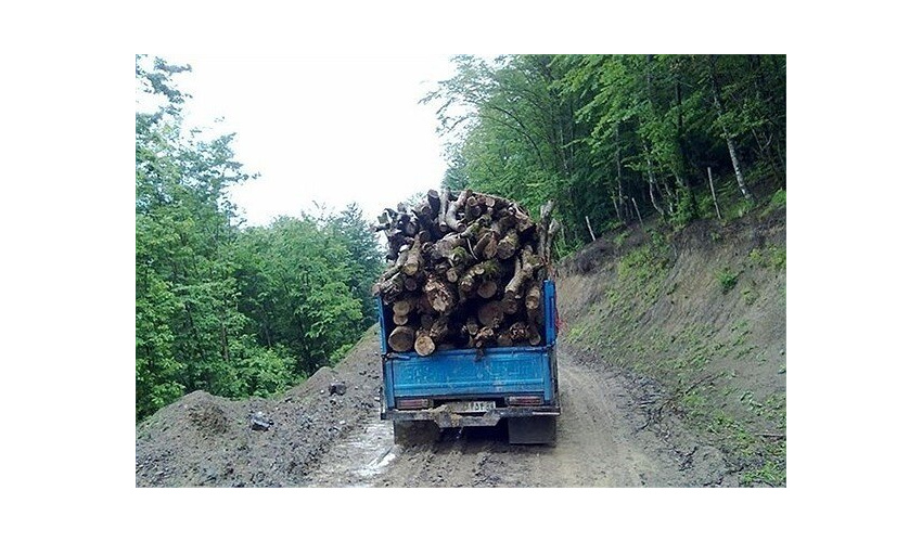 کشف یک تن چوب تاغ قاچاق در میامی/ ۲ متهم دستگیر شدند