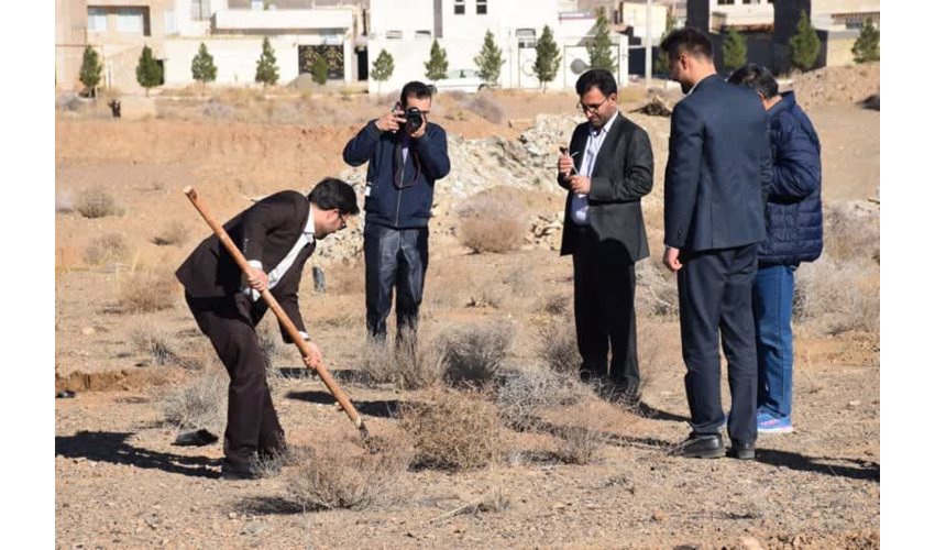 روایتی از قطع درختان در میامی؛ واقعیت چیست؟ 