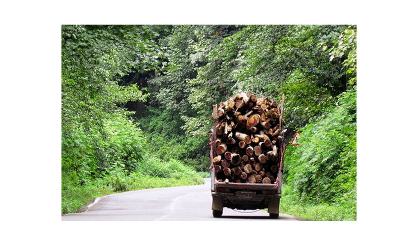 کشف بیش از یک تن درختچه تاغ قاچاق در شهرستان دامغان