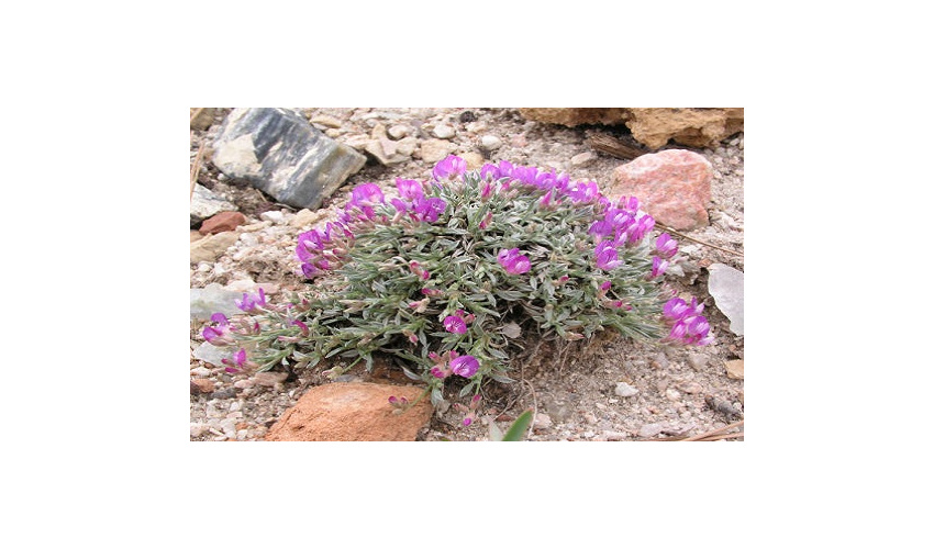 کشت گیاه دارویی آنغوزه در ارتفاعات شهرستان دامغان 