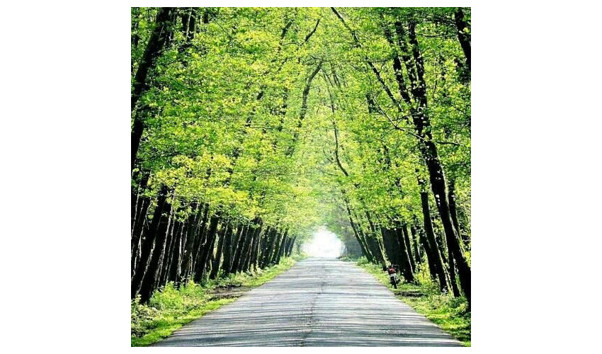 اعتبار طرح کاشت یک میلیارد درخت هنوز تخصیص نیافته است