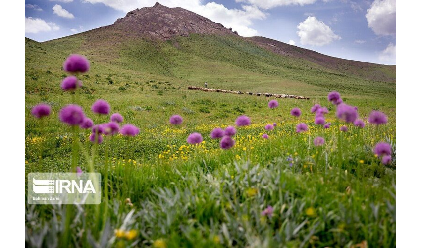 تهیه طرح در 20هزار هکتار مراتع شهرستان میامی برای طرح های مرتعداری  