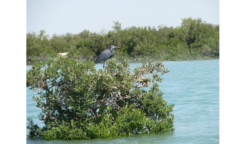 جنگل کاری؛ اقدامی زیر ساختی برای امنیت زیستی کشور 