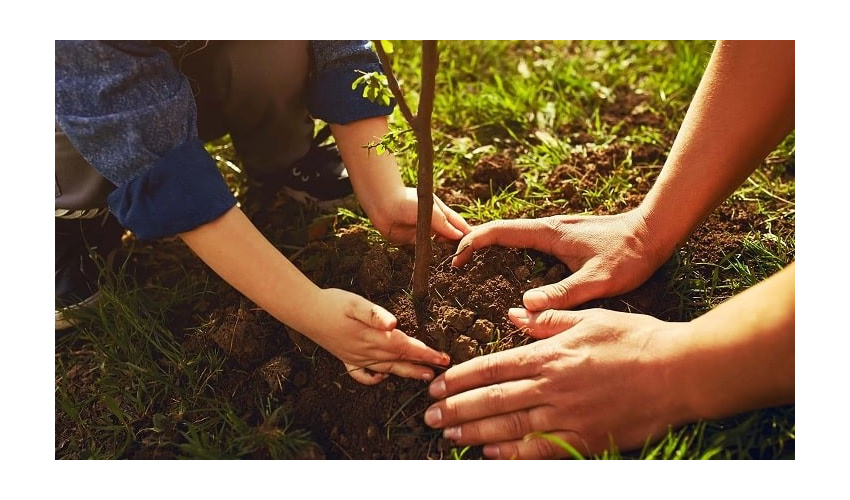 راه‌اندازی پویش و رزمایش‌های طرح کاشت یک میلیارد درخت در دهه فجر