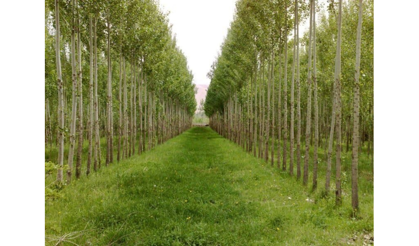 اجرای طرح‌های بیابان‌زدایی در استان سمنان؛ تولید نهال در سه نهالستان استان سمنان 