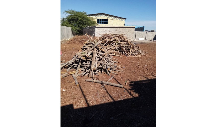 یک تن چوب تاغ قاچاق در شهرستان سمنان کشف شد 