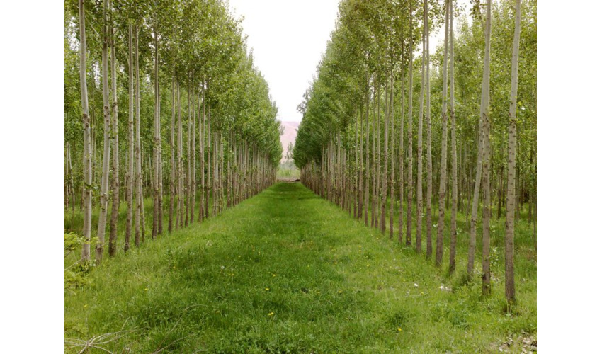 اجرای پویش نهال کاری در مدارس شهرستان شاهرود 