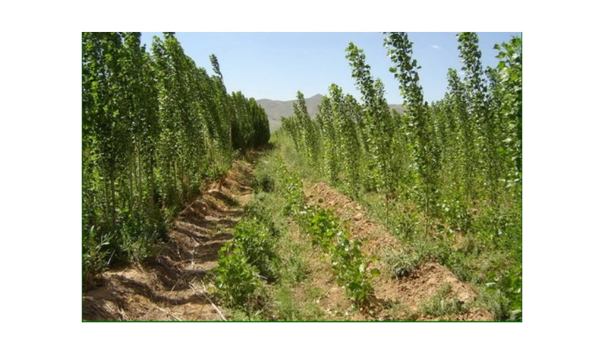 ۳۵۰ هزار اصله انواع نهال درخت درشهرستان شاهرود توزیع می‌شود