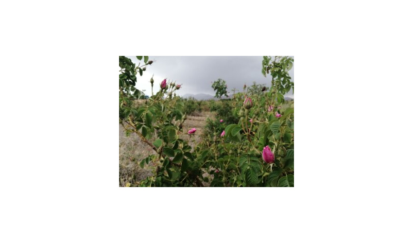 نهال هدیه یک نیکوکار برای توسعه فضای سبز در شهرستان مهدیشهر 