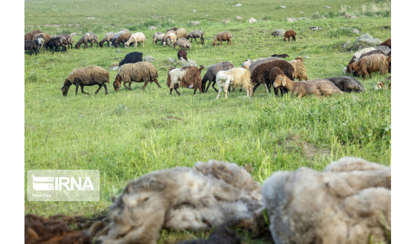 پایش  مراتع قشلاقی شهرستان دامغان انجام  شد