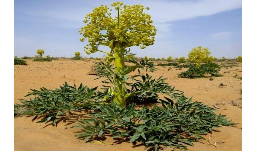 اجراصد هکتار از مرتع قلقله نو ذخیره نزولات آسمانی(کنتور فارو)