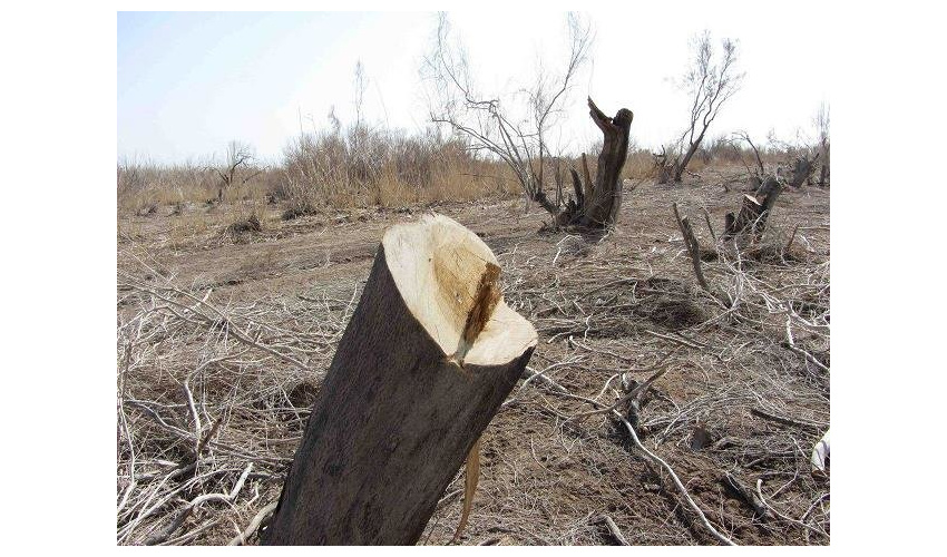 کشف ۲ تن چوب تاغ قاچاق درشهرستان میامی/ کامیون متخلف توقیف شد