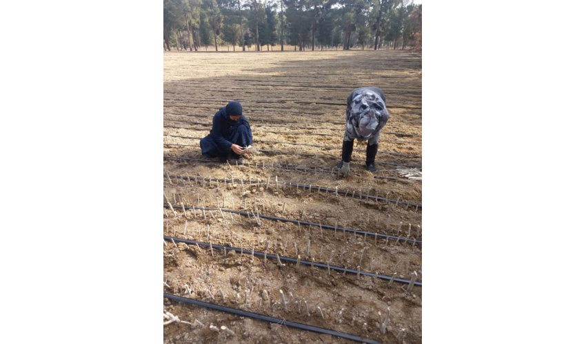 تولید دو میلیون و سیصد هزار اصله نهال قلمه ای، بذر گلدانی و زمینی در نهالستان شهید عموزاده سمنان