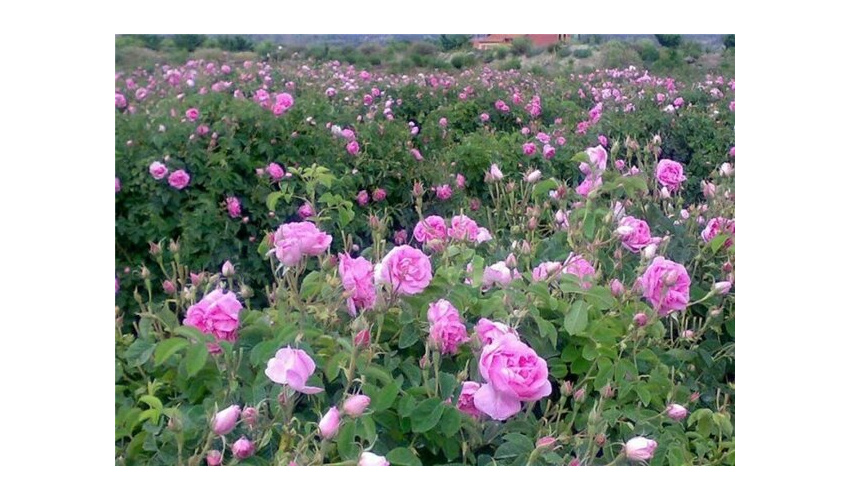 هشدار نسبت به مسمومیت نوعی قارچ در بهار