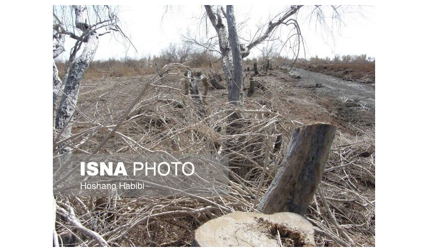 لو رفتن محل دپوی چوب های تاغ قاچاق درشهرستان  سمنان