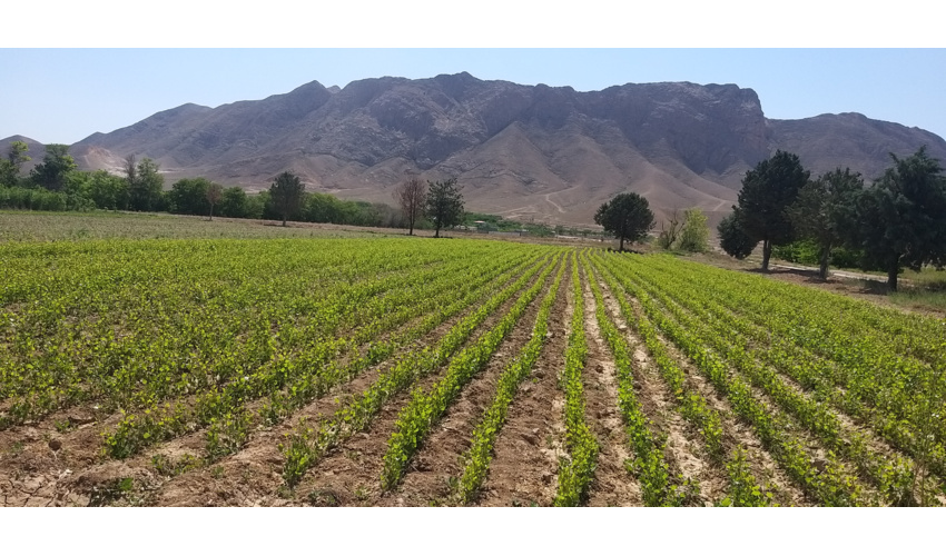 زراعت چوب در استان سمنان ۳۹۰ درصد رشد داشته است