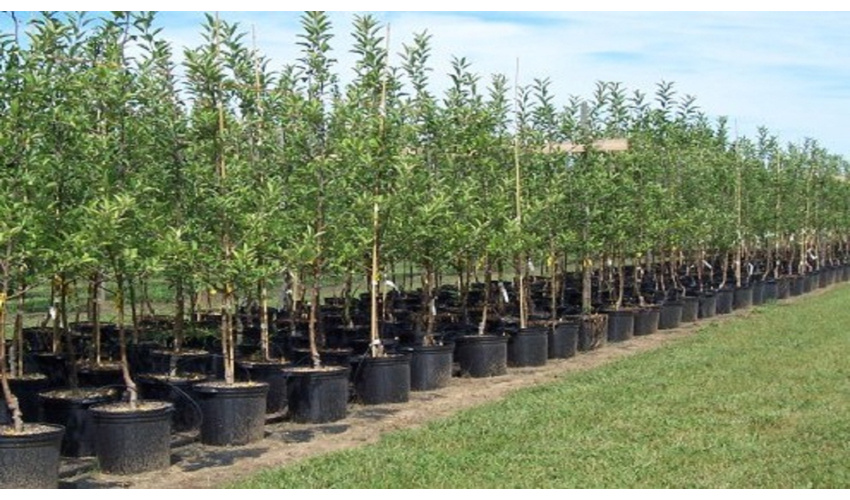 ۸۰ درصد درختان کاج استان سمنان بیمارند/ ضرورت تعجیل در درمان