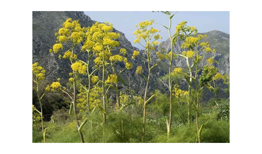 آغاز فصل رویش و خطر دستبرد به طبیعت با برداشت بی رویه گیاهان دارویی و مرتعی!