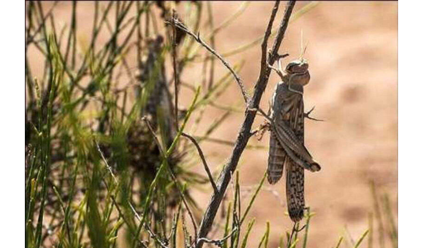 عملیات کنترل آفت در ۵۰۰ هکتار از تاغزارهای شهرستان شاهرود آغاز شد