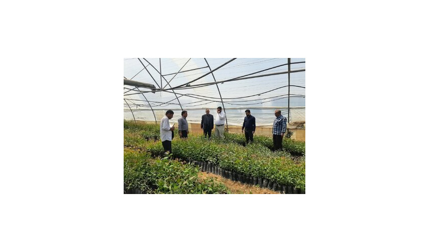 رتبه نخست شهرستان گرمسار در طرح زراعت چوب